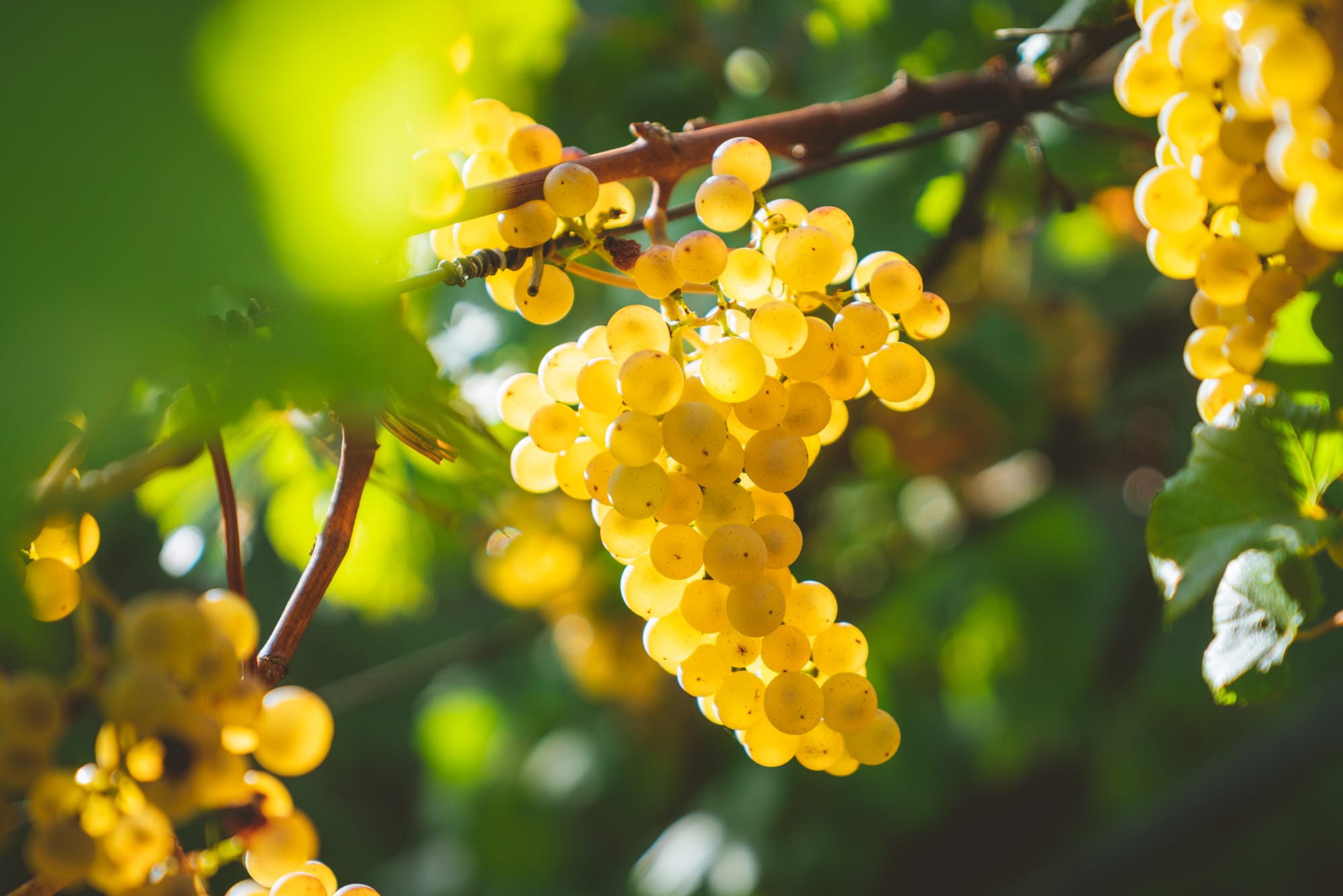 Les Thiols : Révolution dans le Monde du Brassage