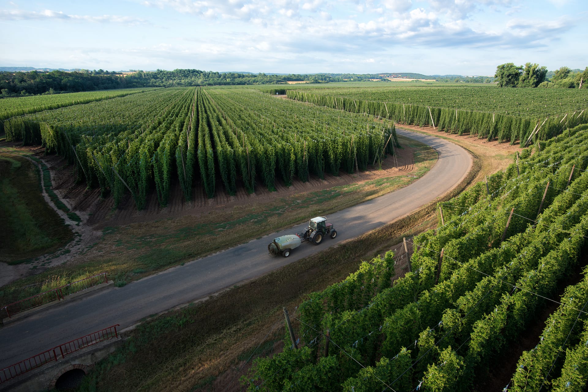 Vers une pénurie de houblon en Europe ?
