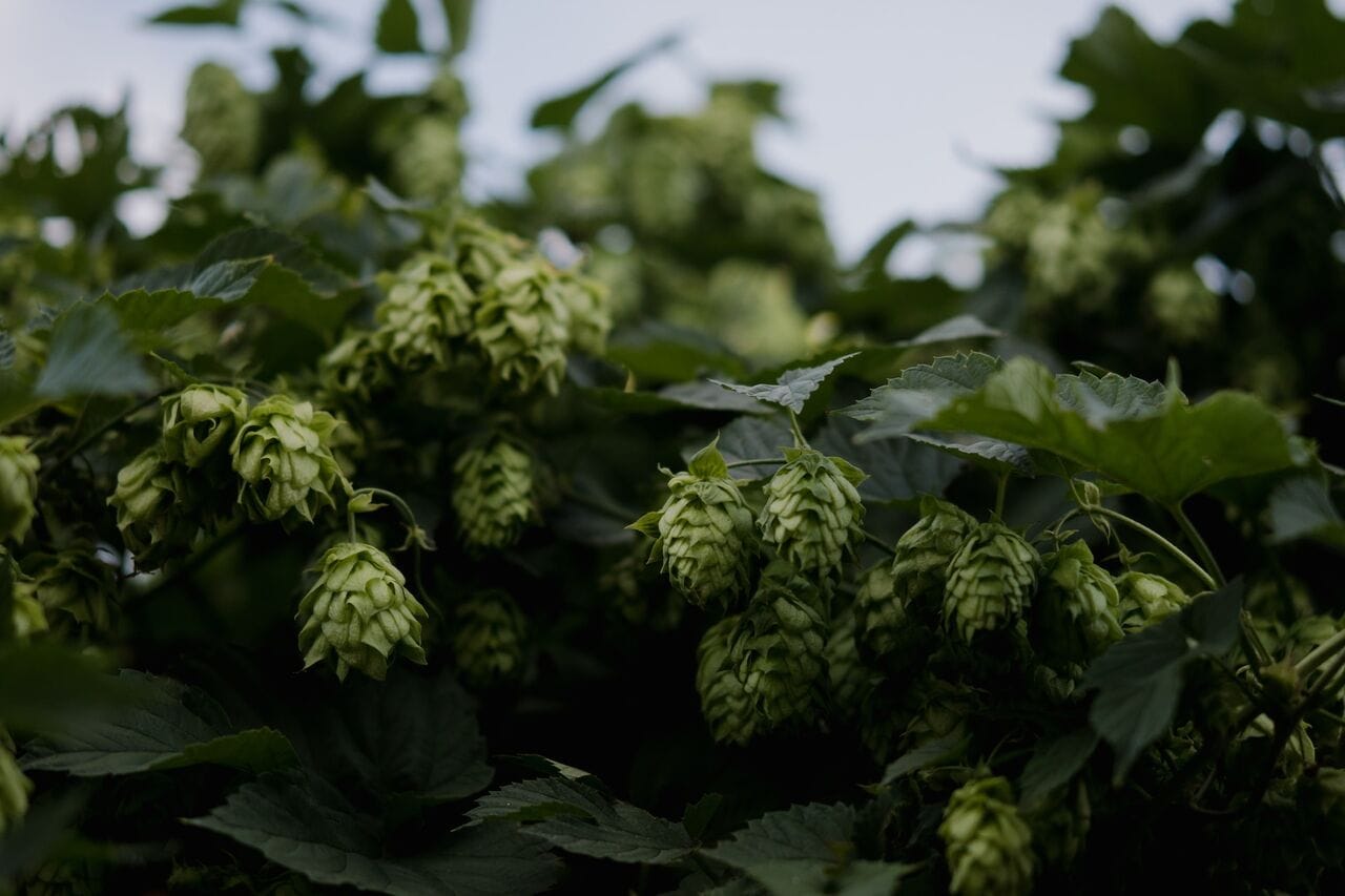 Le Micro Hop Fest, un festival dédié aux bières de récoltes.