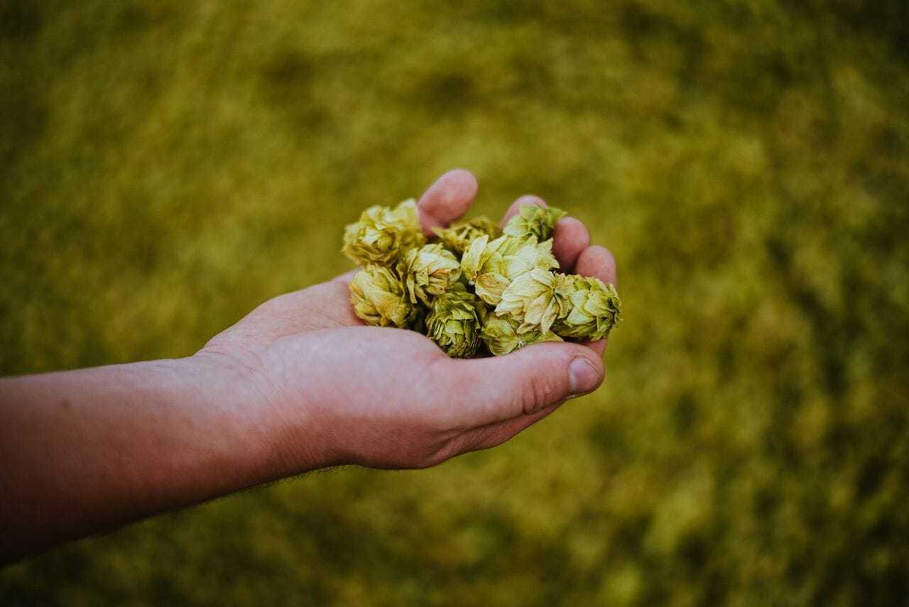 La filiere houblon bio des Hauts-de-France s’organise pour faire face à la crise et à la concurrence internationale!